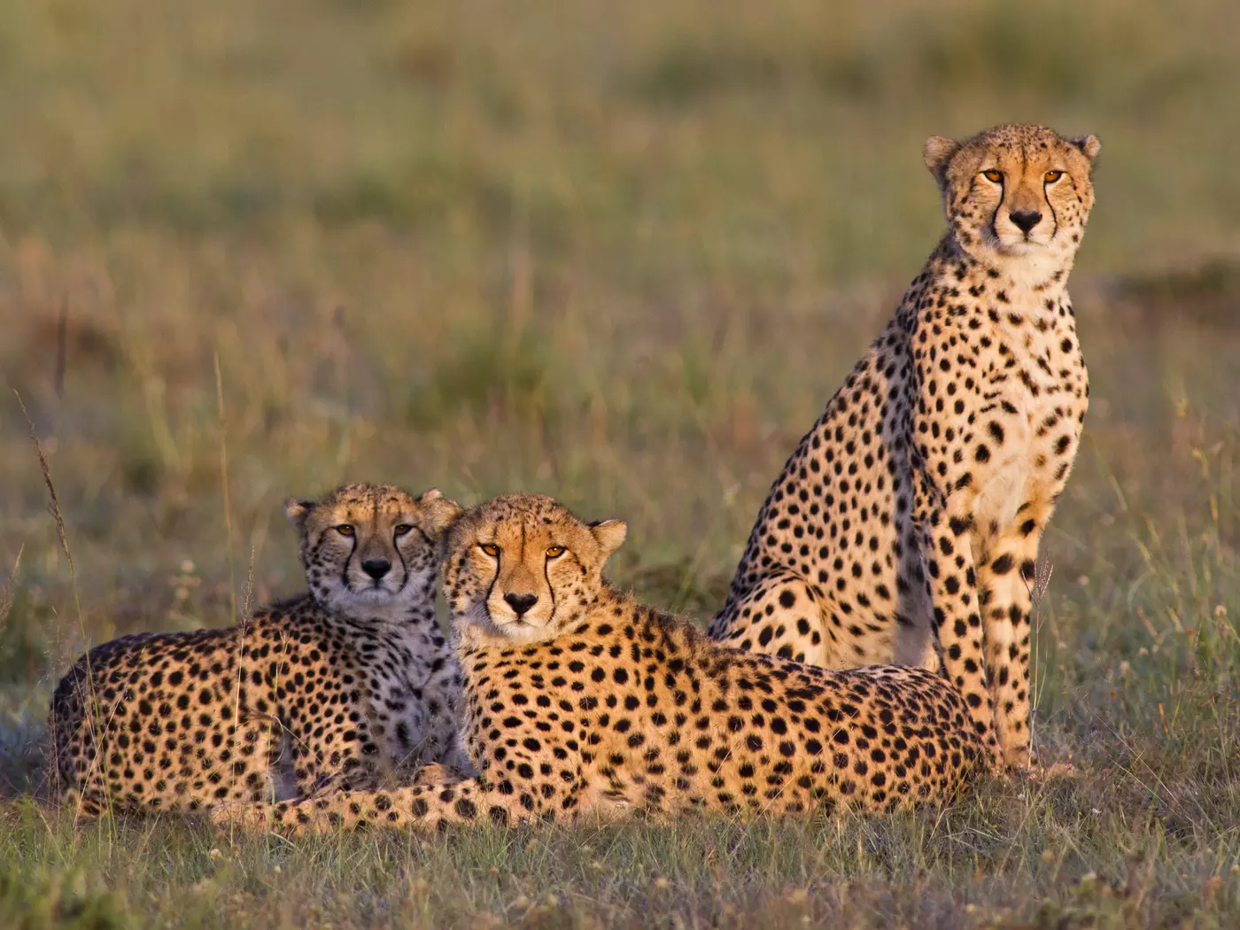 Masai Mara