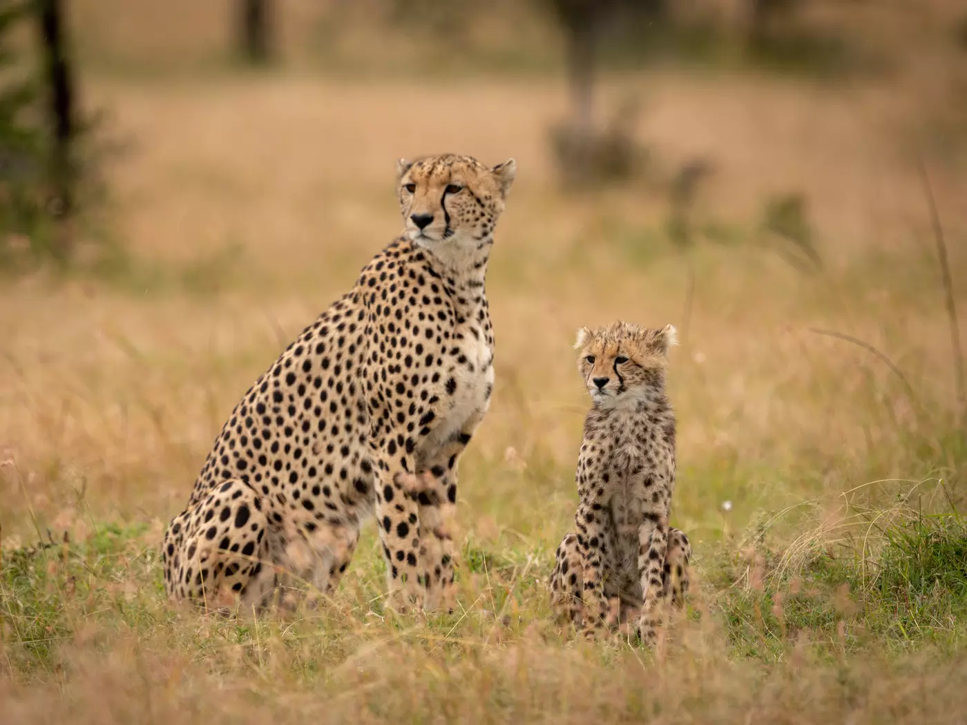 Masai Mara