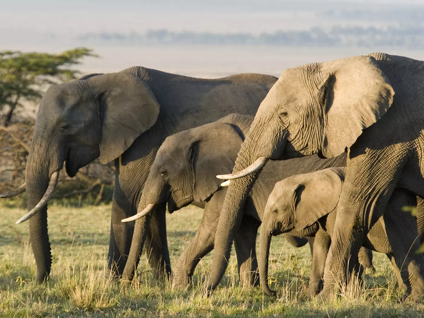 Masai Mara