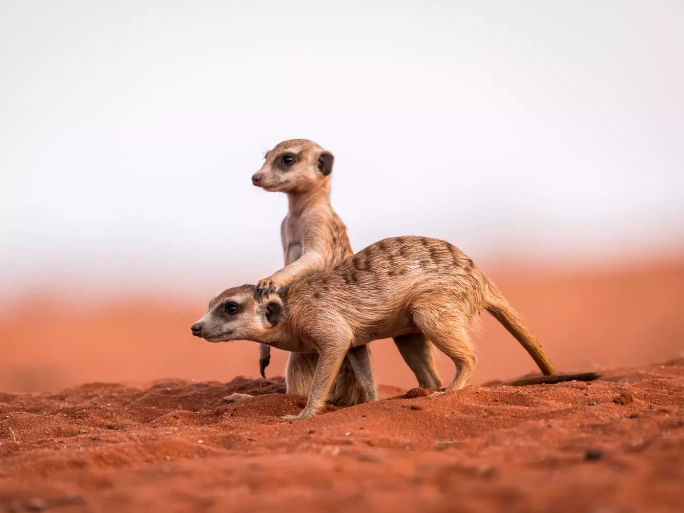 Meerkats, Kalahari Desert