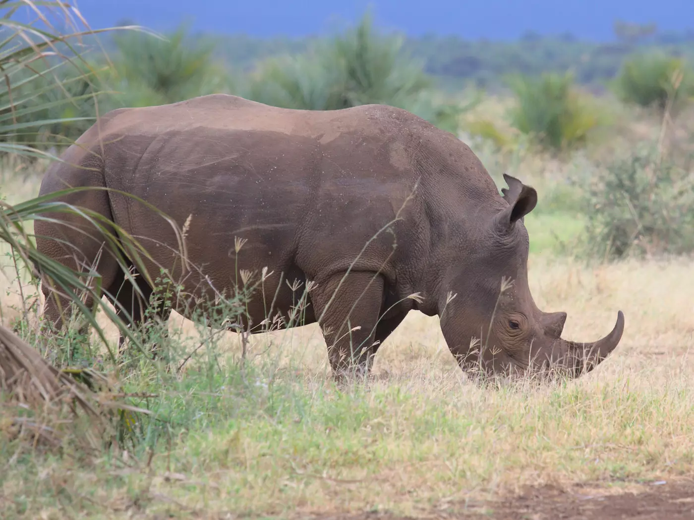 Meru National Park