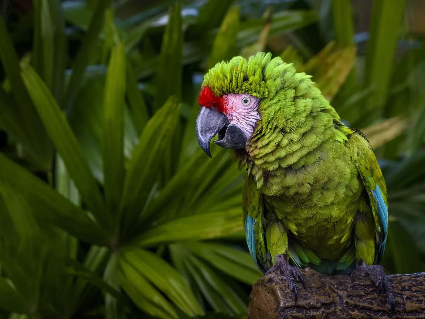 Visit the Peruvian Amazon
