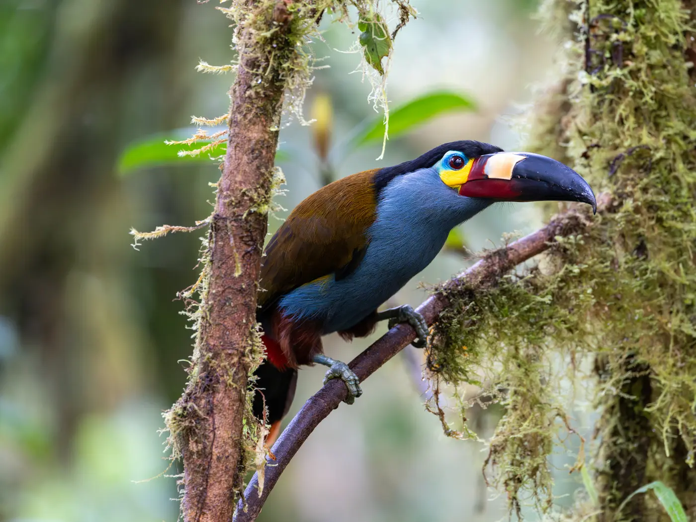 Mindo Cloud Forest Mindo Cloud Forest