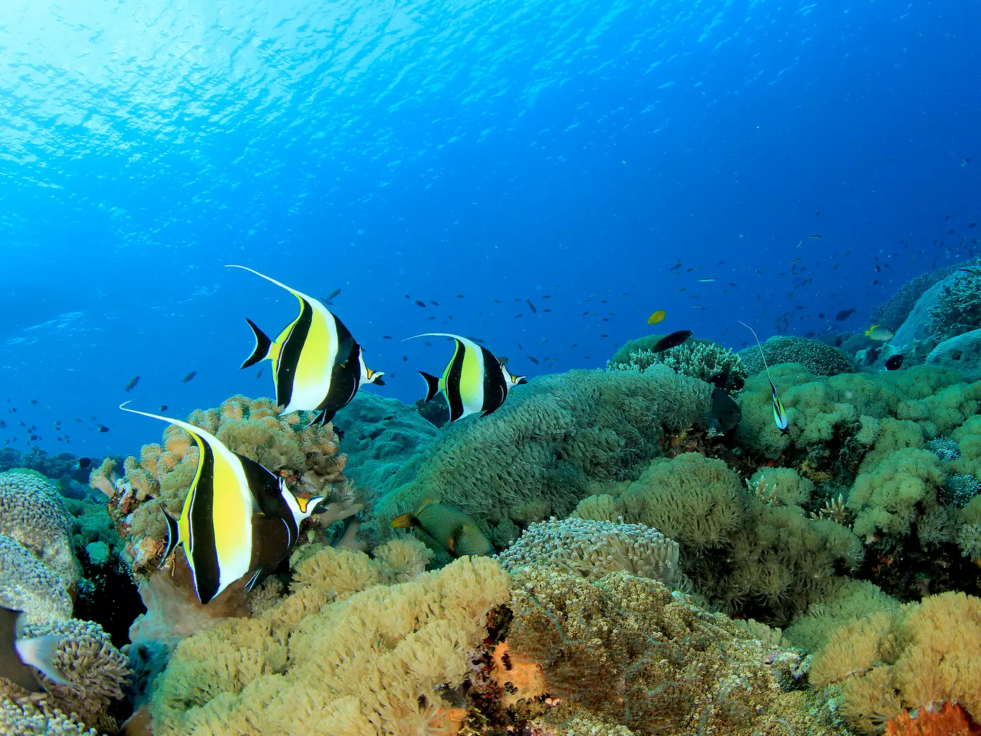 One of the seven wonders of the natural world, the Great Barrier Reef is the world's largest coral reef
