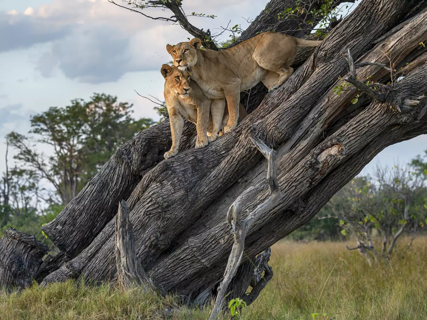 Moremi Game Reserve Moremi Game Reserve