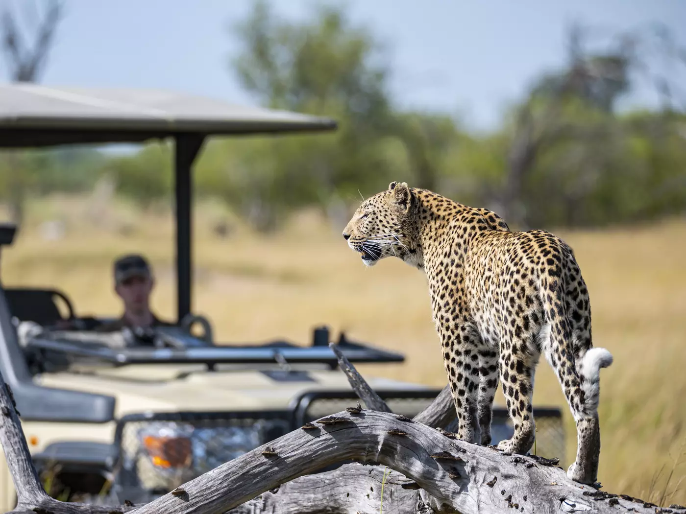 Moremi Game Reserve
