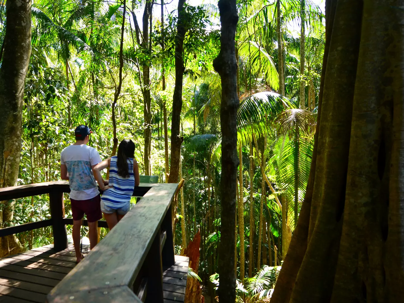 Tamborine Rainforest Skywalk, Gold Coast