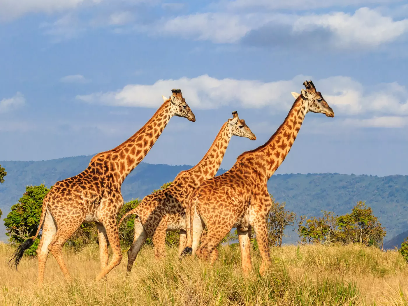 Ngorongoro Conservation Area