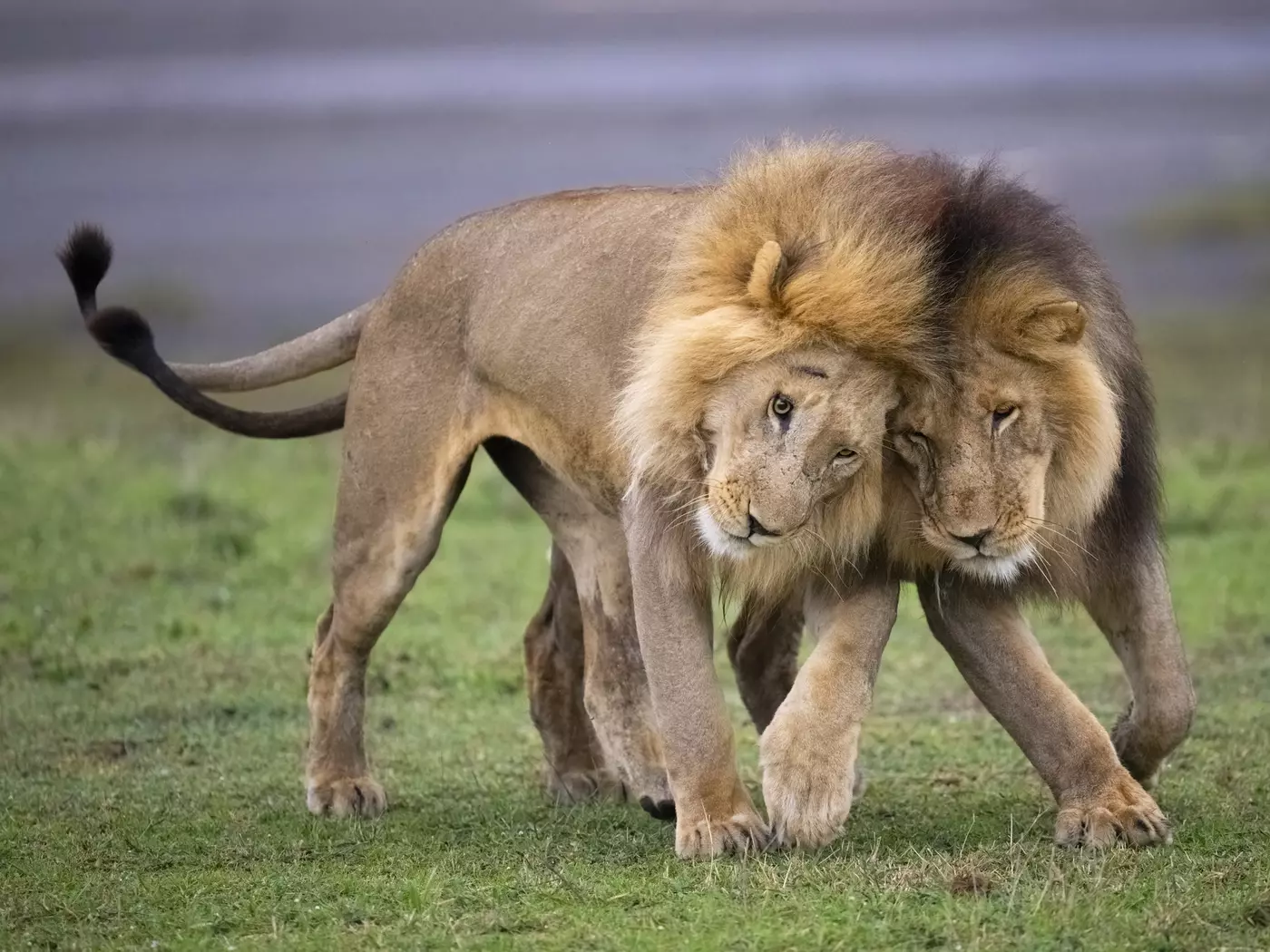 Ngorongoro Conservation Area