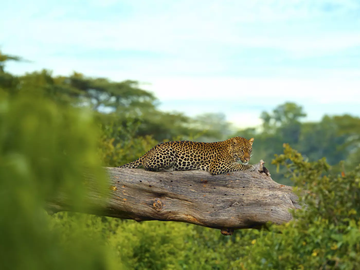 Ngorongoro Crater