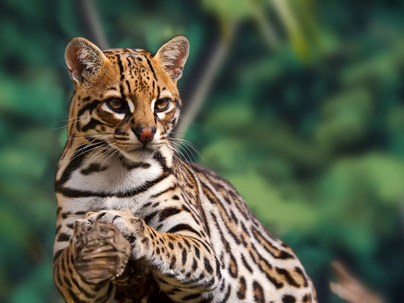An Ocelot, Brazilian Rainforest