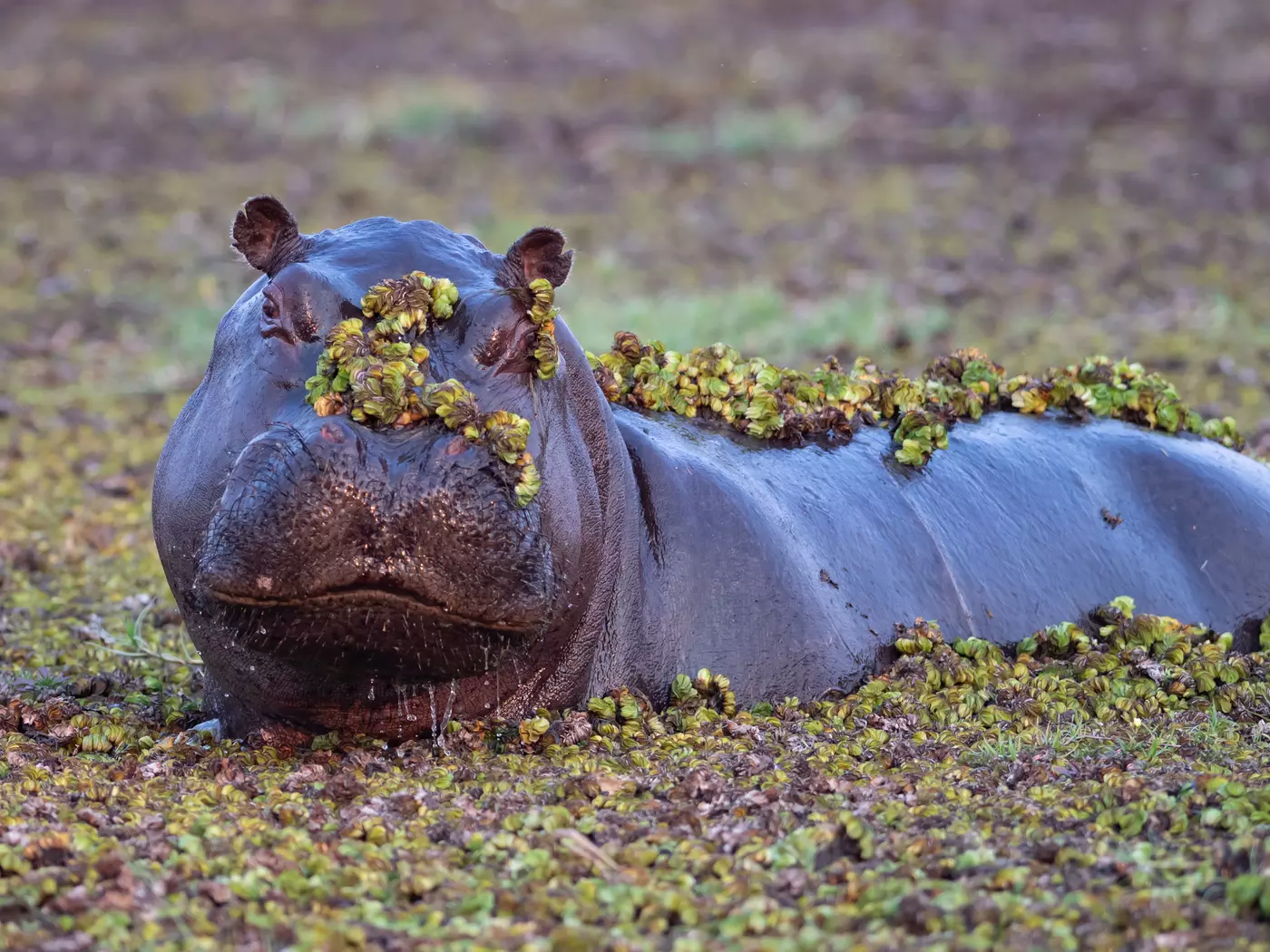 Okavango Delta