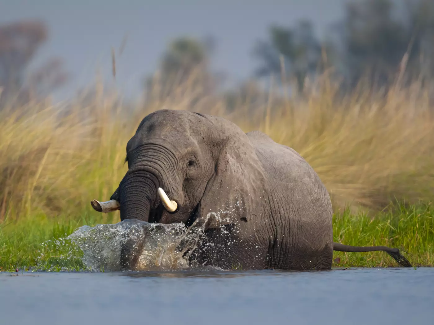 Okavango Delta