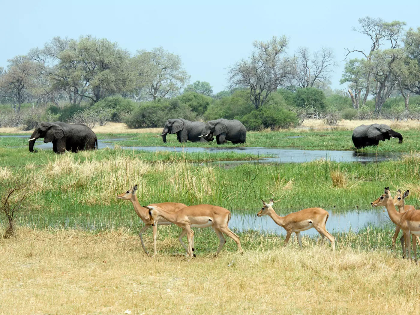 Okavango Delta, Botswana