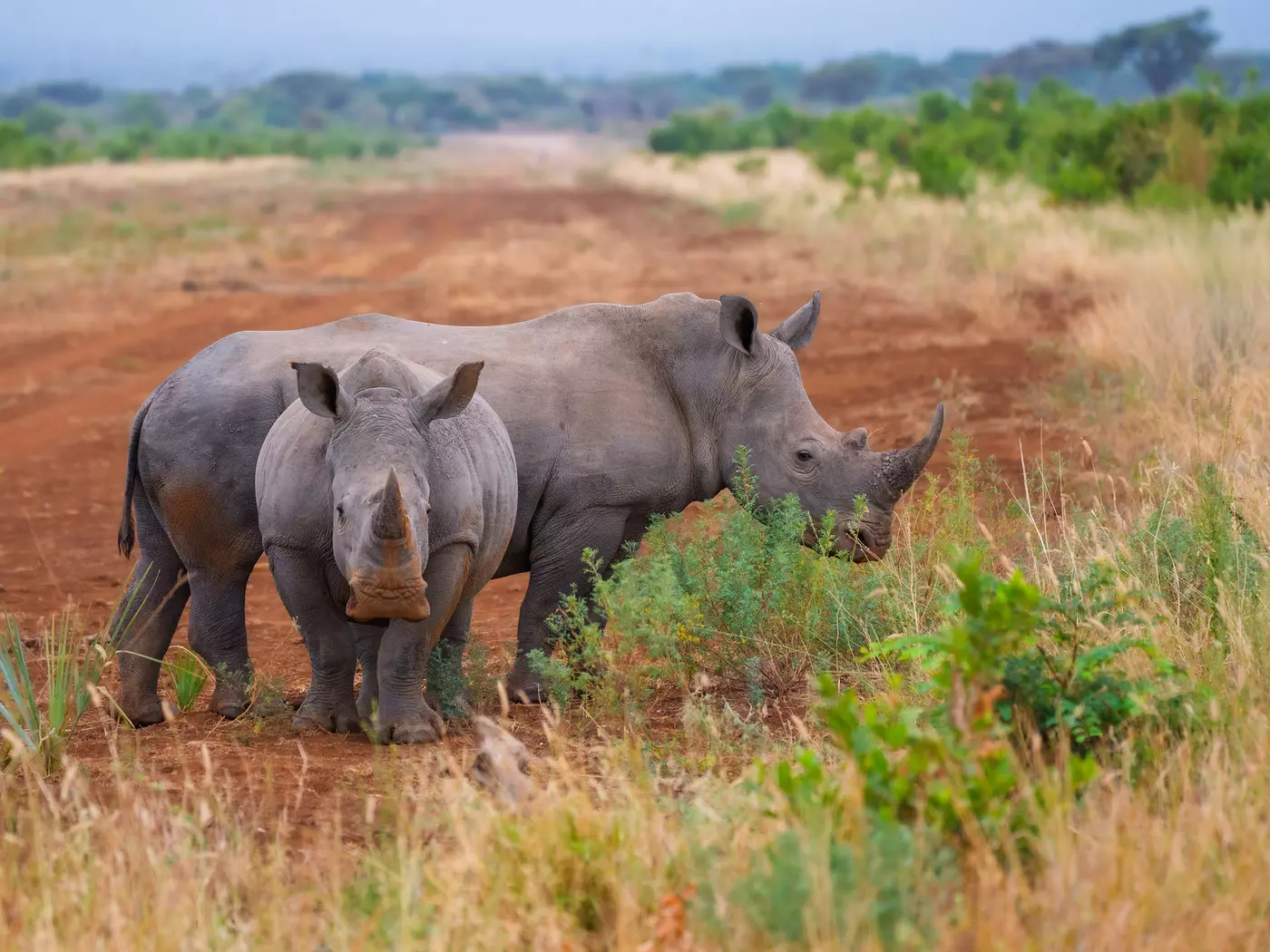 Ol Pejeta Conservancy