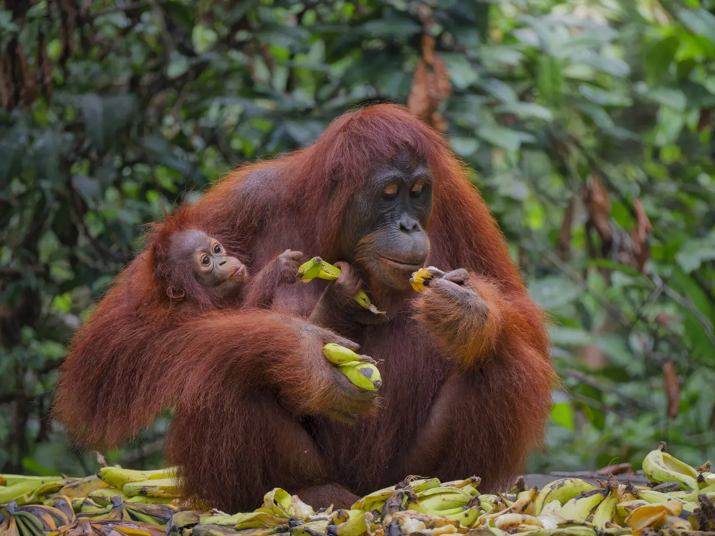 Orangutan Rehabilitation Center