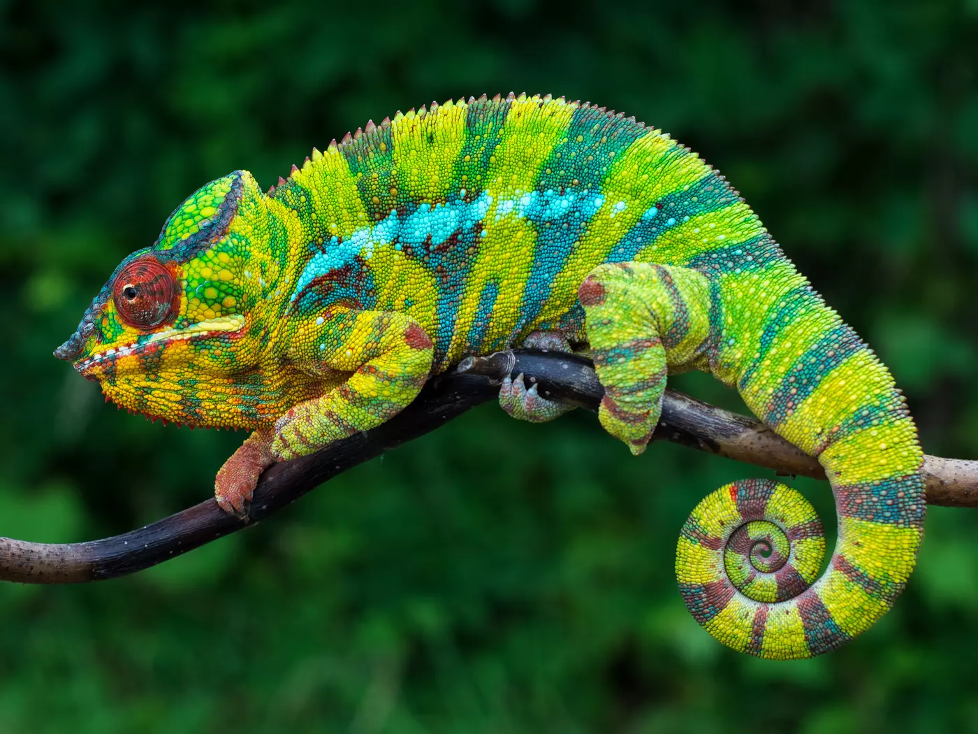 Panther Chameleons are noted for their vibrant colours