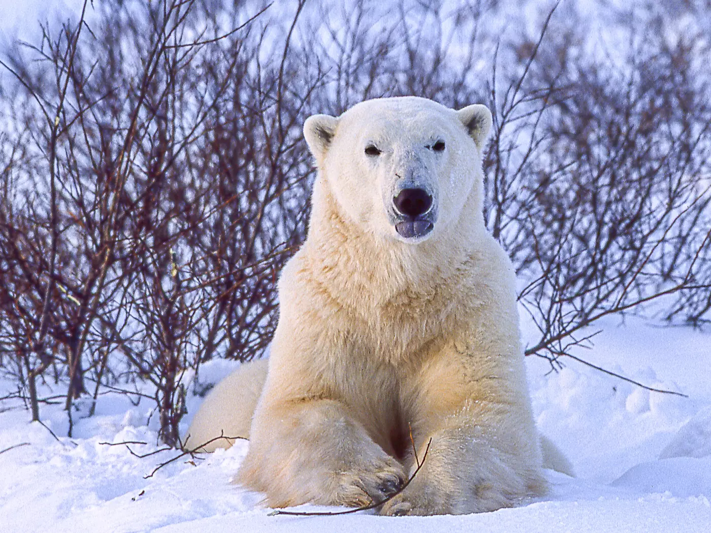 Polar Bear in Churchill