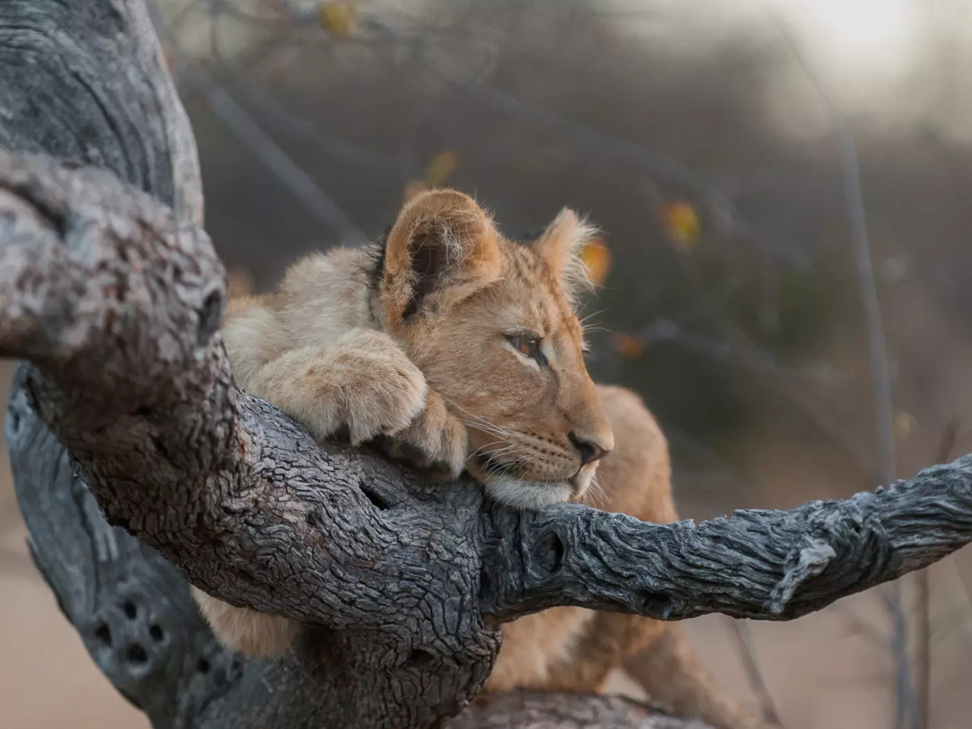 Pondoro Game Drive