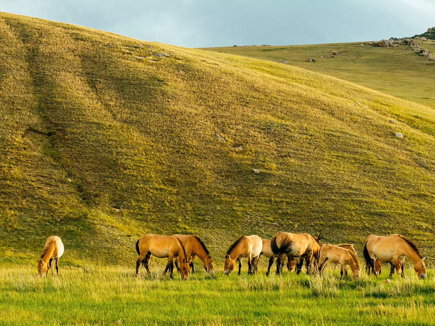 Przewalski Horses, Hustai National Park, Mongolia
