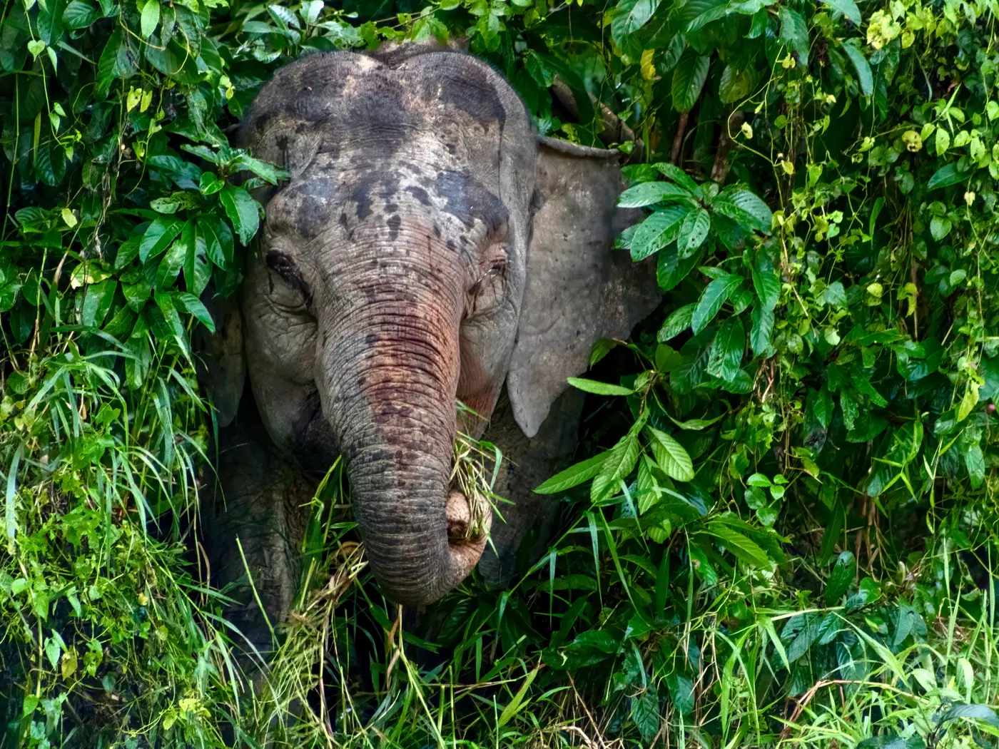 Pygmy Elephant