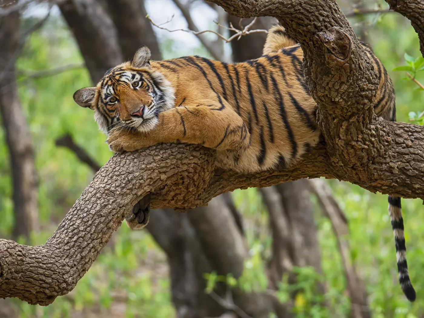 Ranthambore National Park