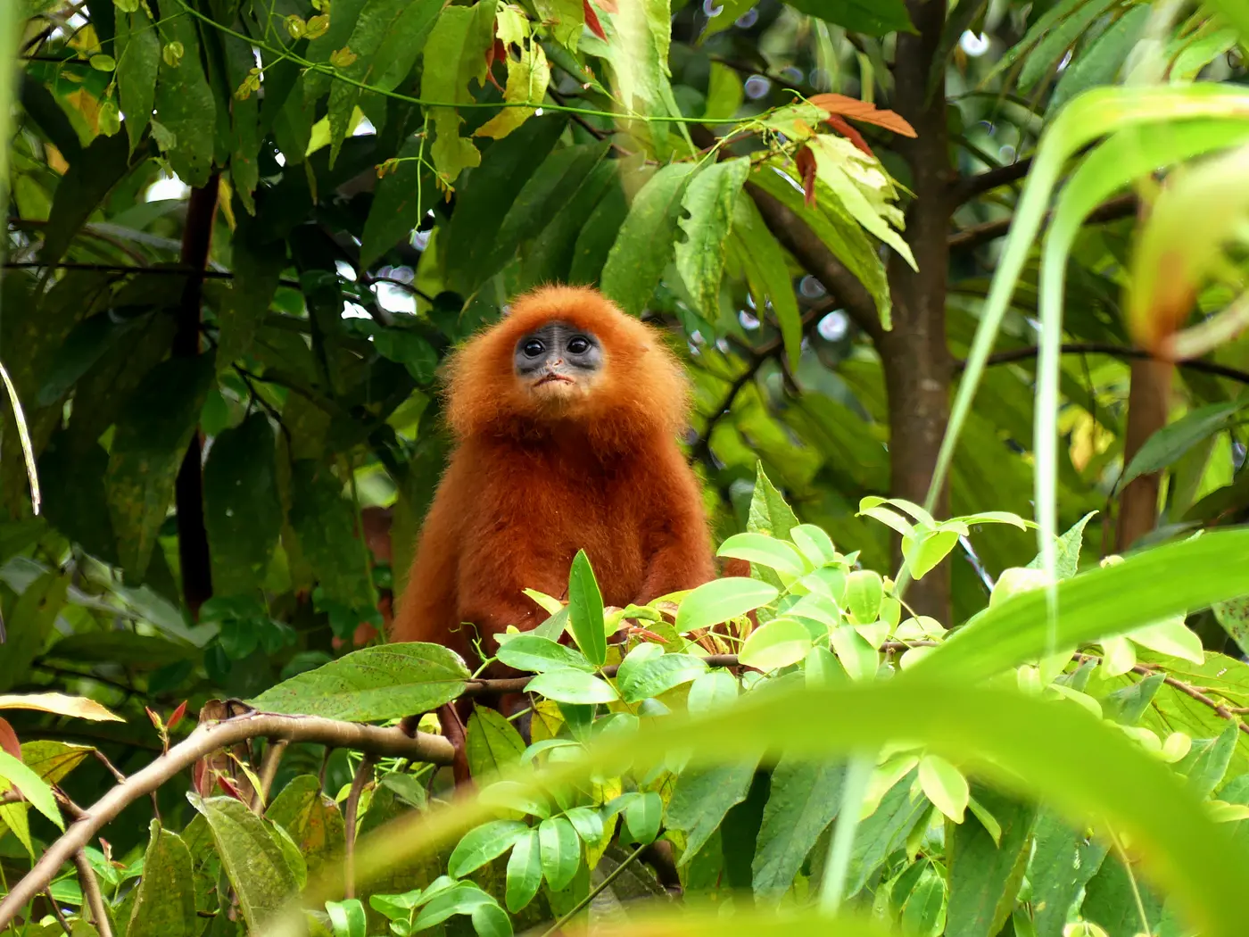 Red leaf monkey