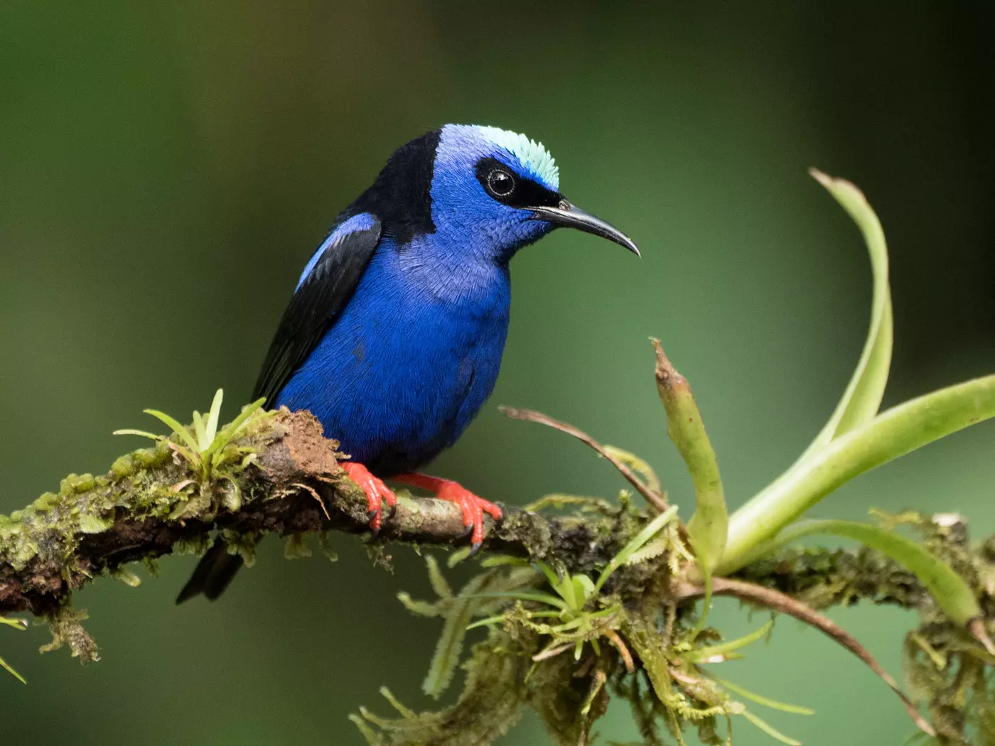 Red-legged Honey-creeper, Costa Rica