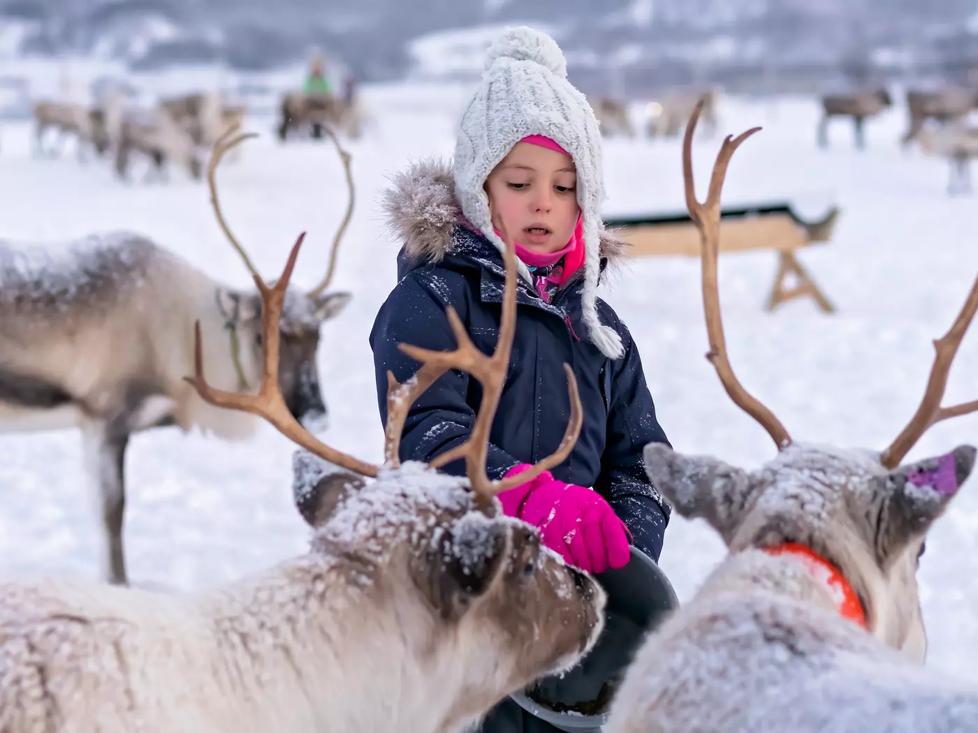 Reindeer Feeding