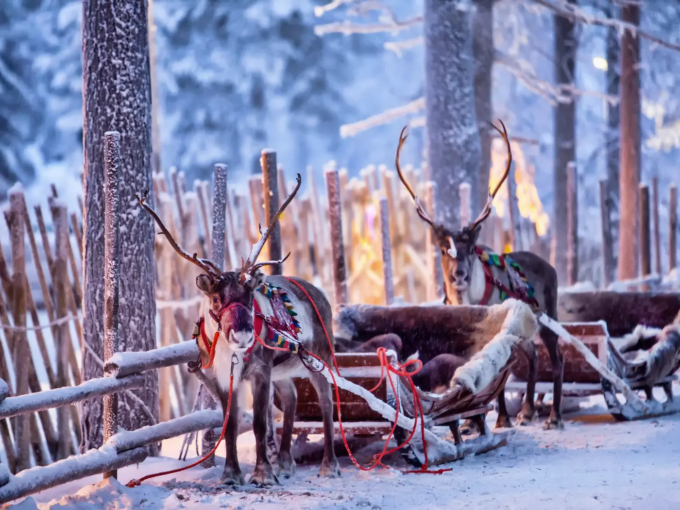 Reindeer Rovaniemi, Lapland