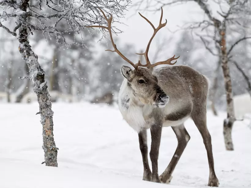 Snowfall in Finland