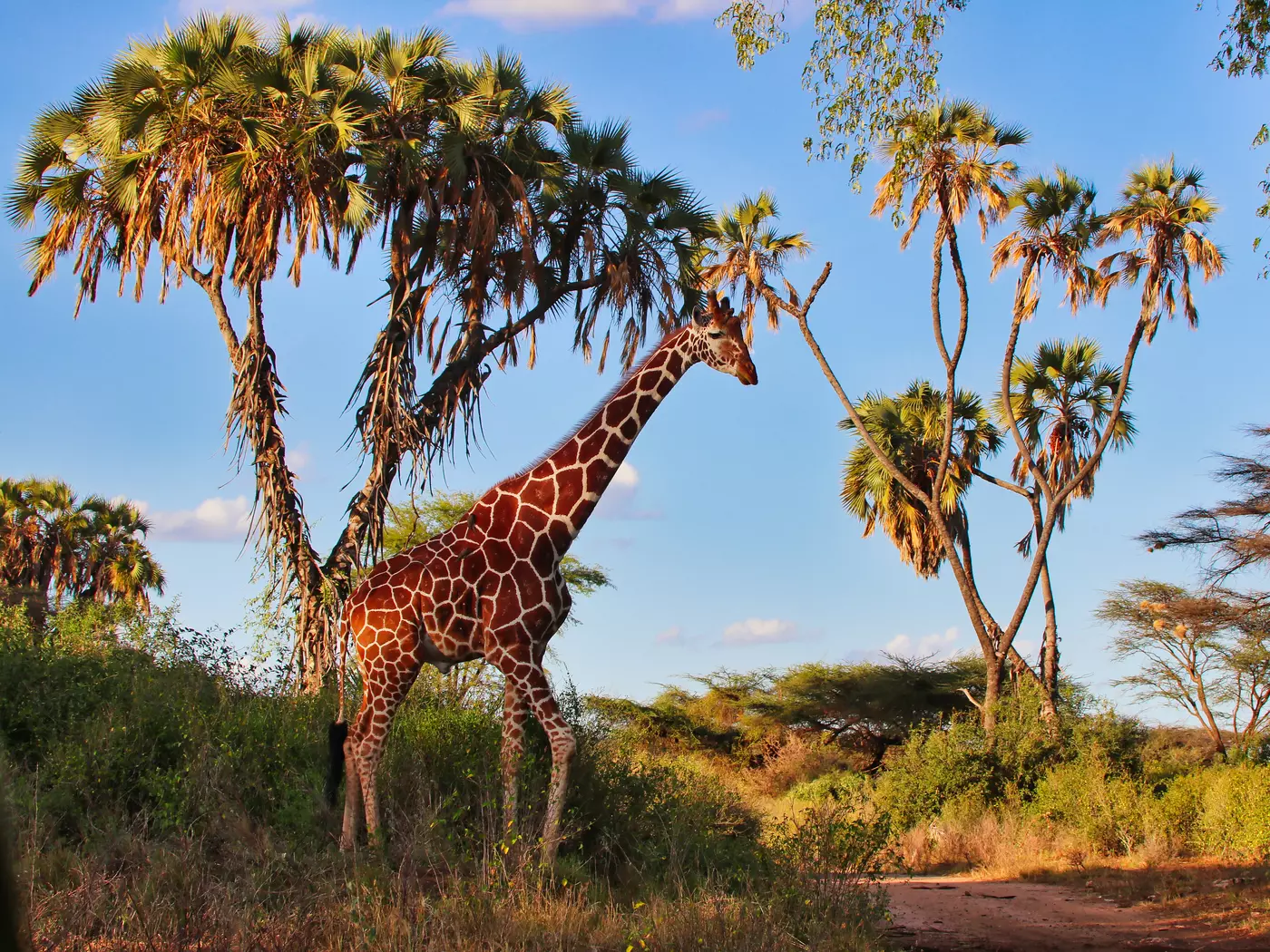 Reticulated Giraffe, Samburu National Reserve
