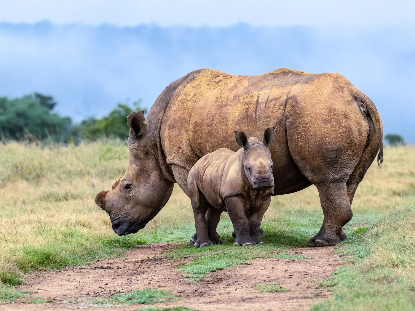 Established in 1989, Kariega is a refuge for the endangered wildlife of the Eastern Cape