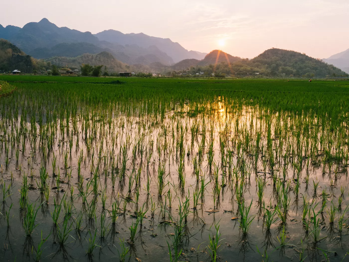 Rice fields at dawn, Mai Chau Valley, Vietnam