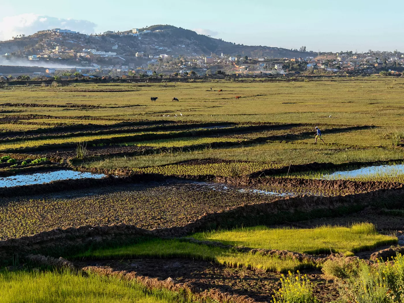 Rice fields