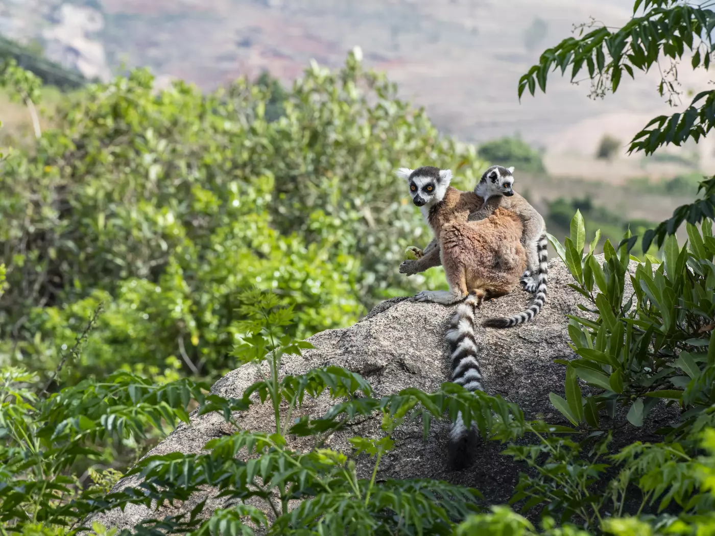 Ring-tailed Lemur