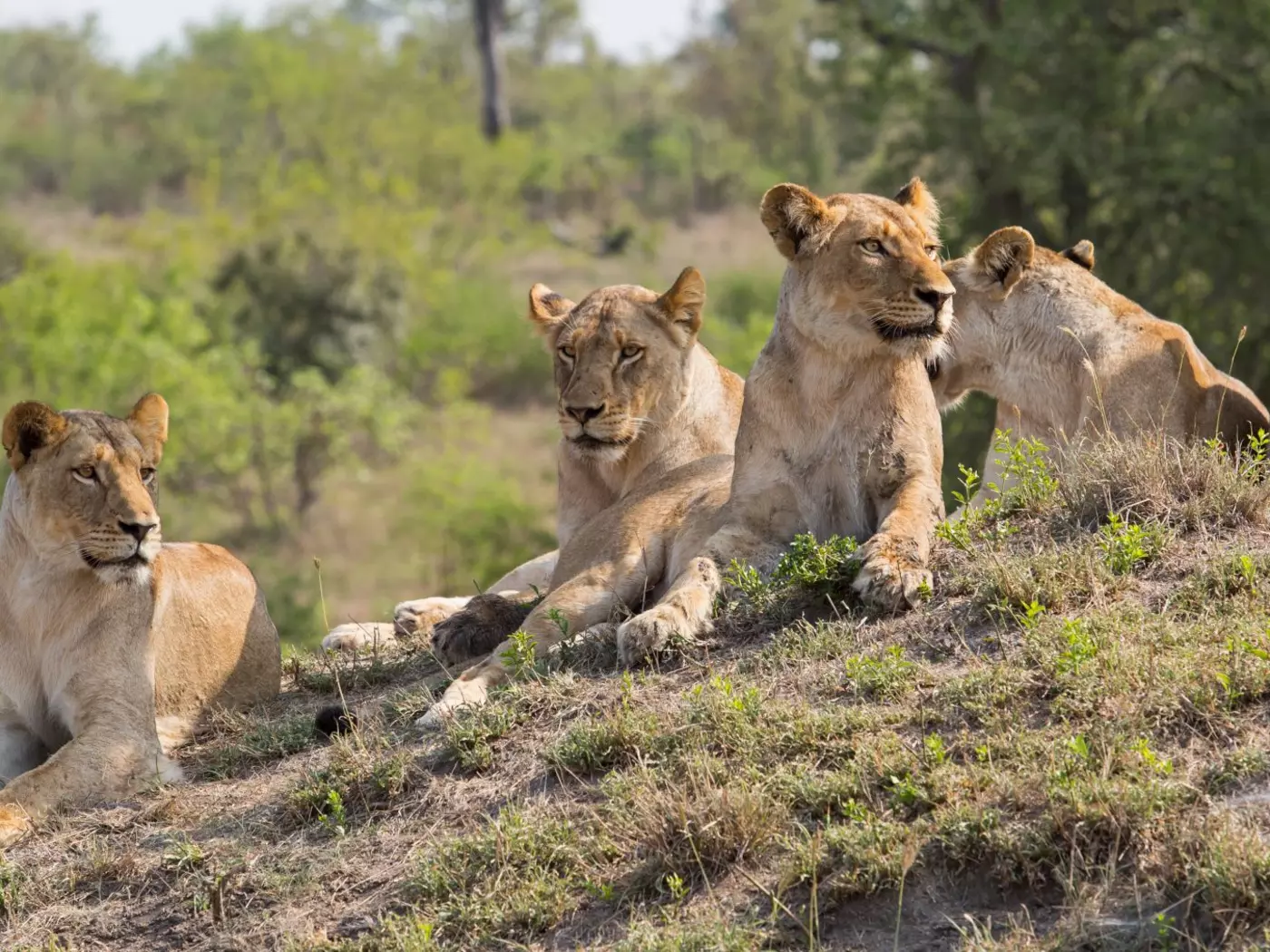 Kruger National Park