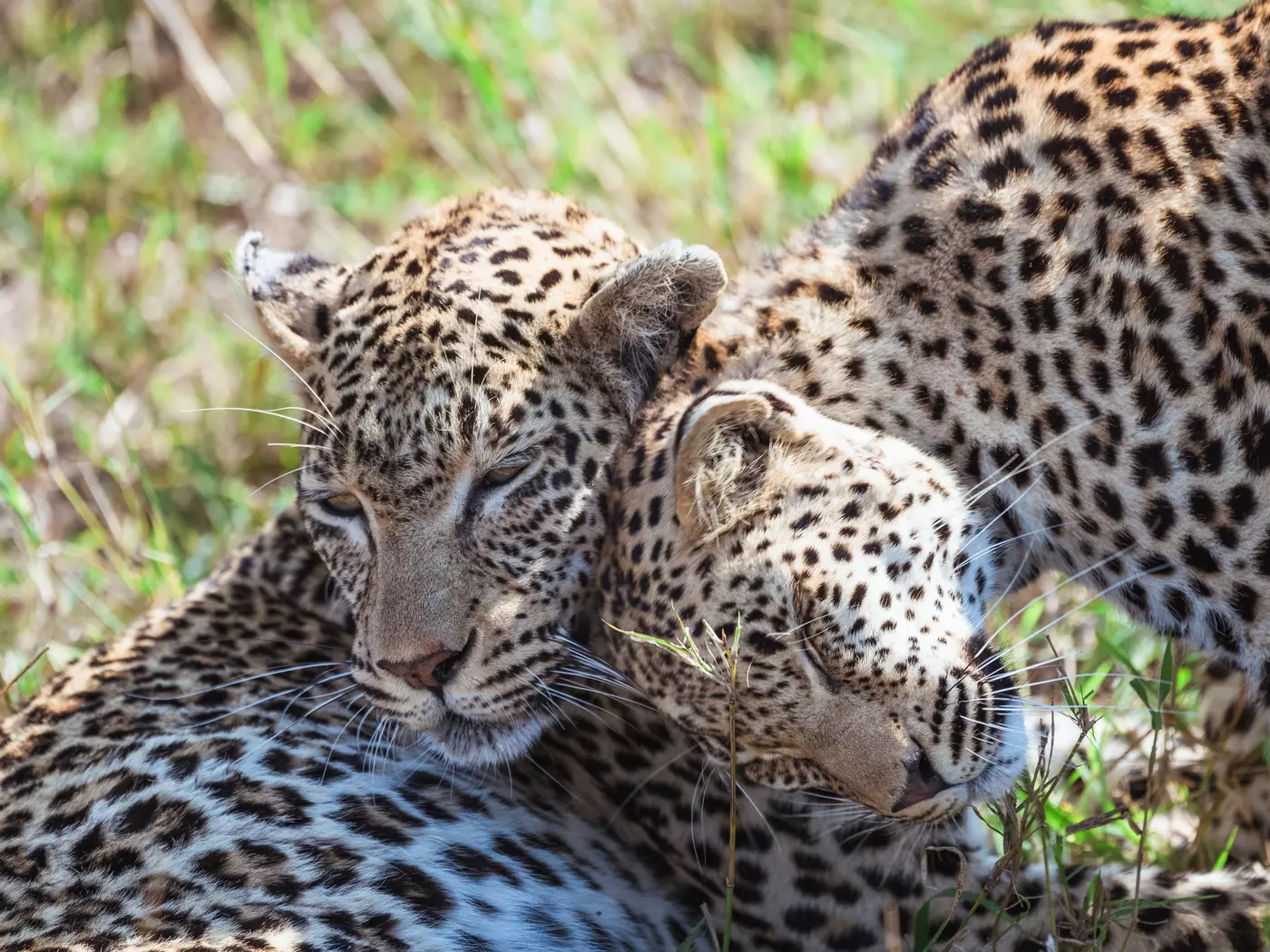 Sabi Sands Nature Reserve