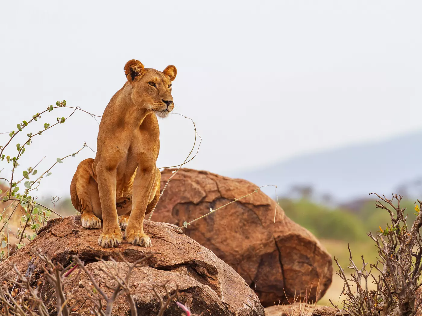 Samburu National Reserve