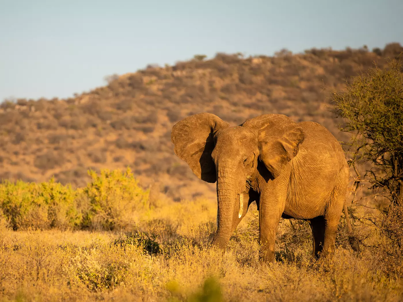 Samburu National Reserve