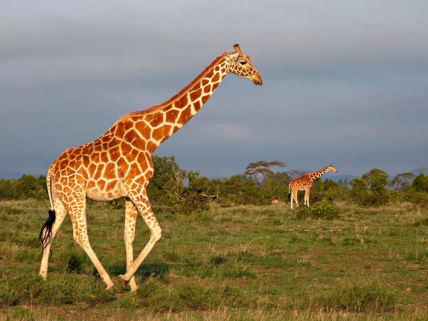 Samburu National Reserve