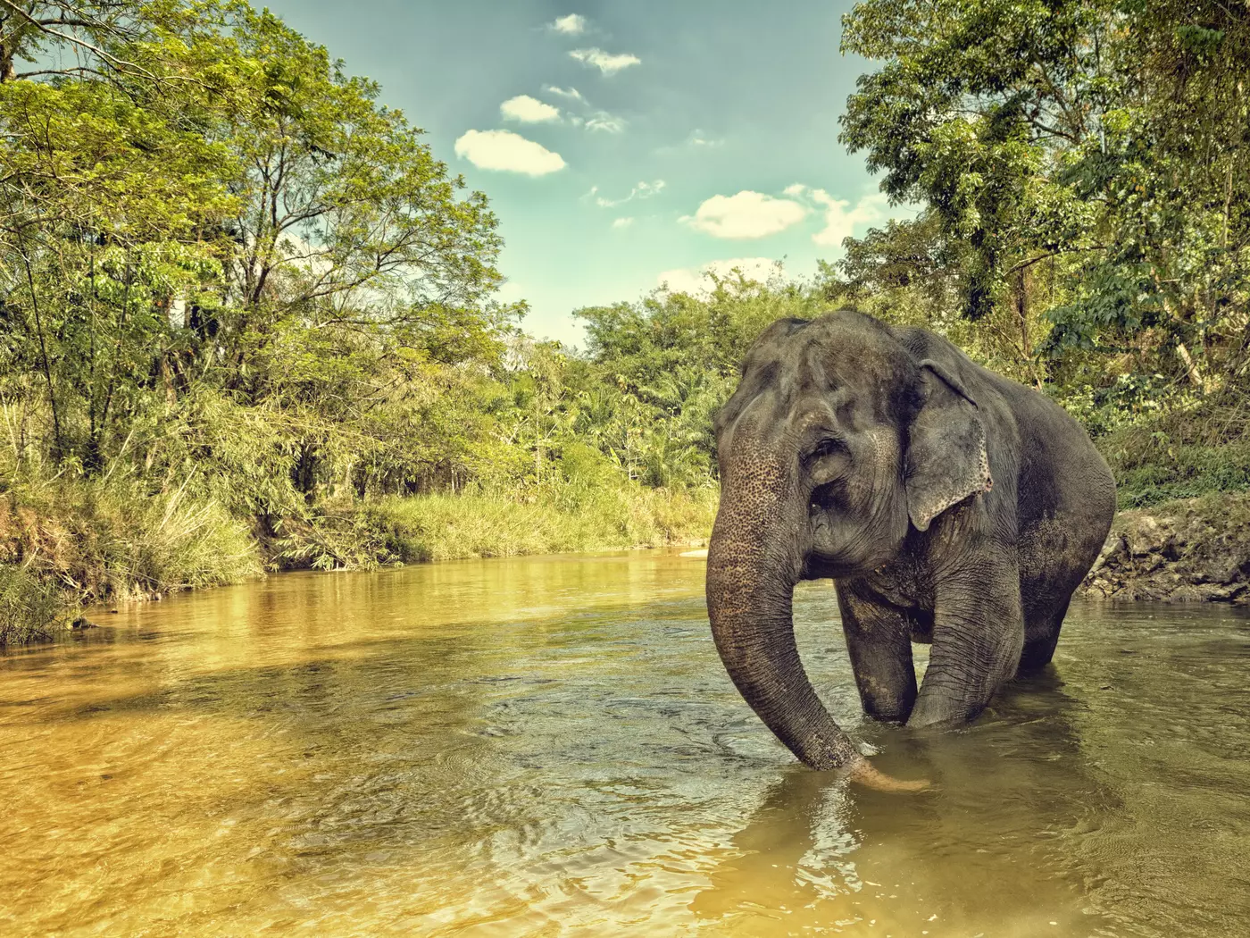 Samui Elephant Sanctuary