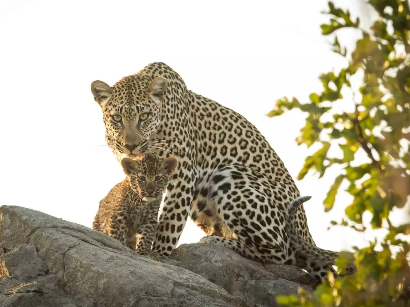 Savanna Game Reserve