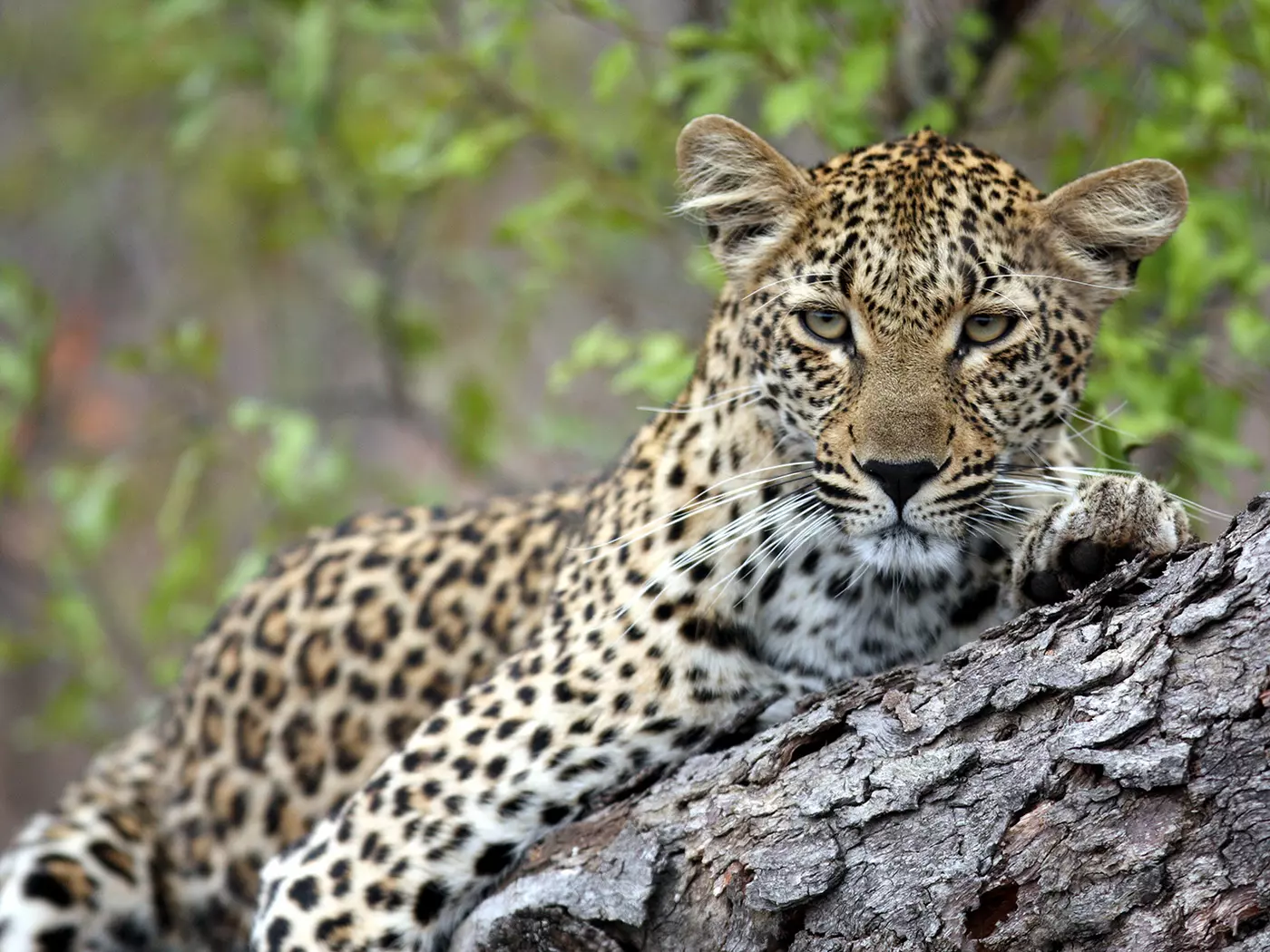 Sabi Sand Nature Reserve