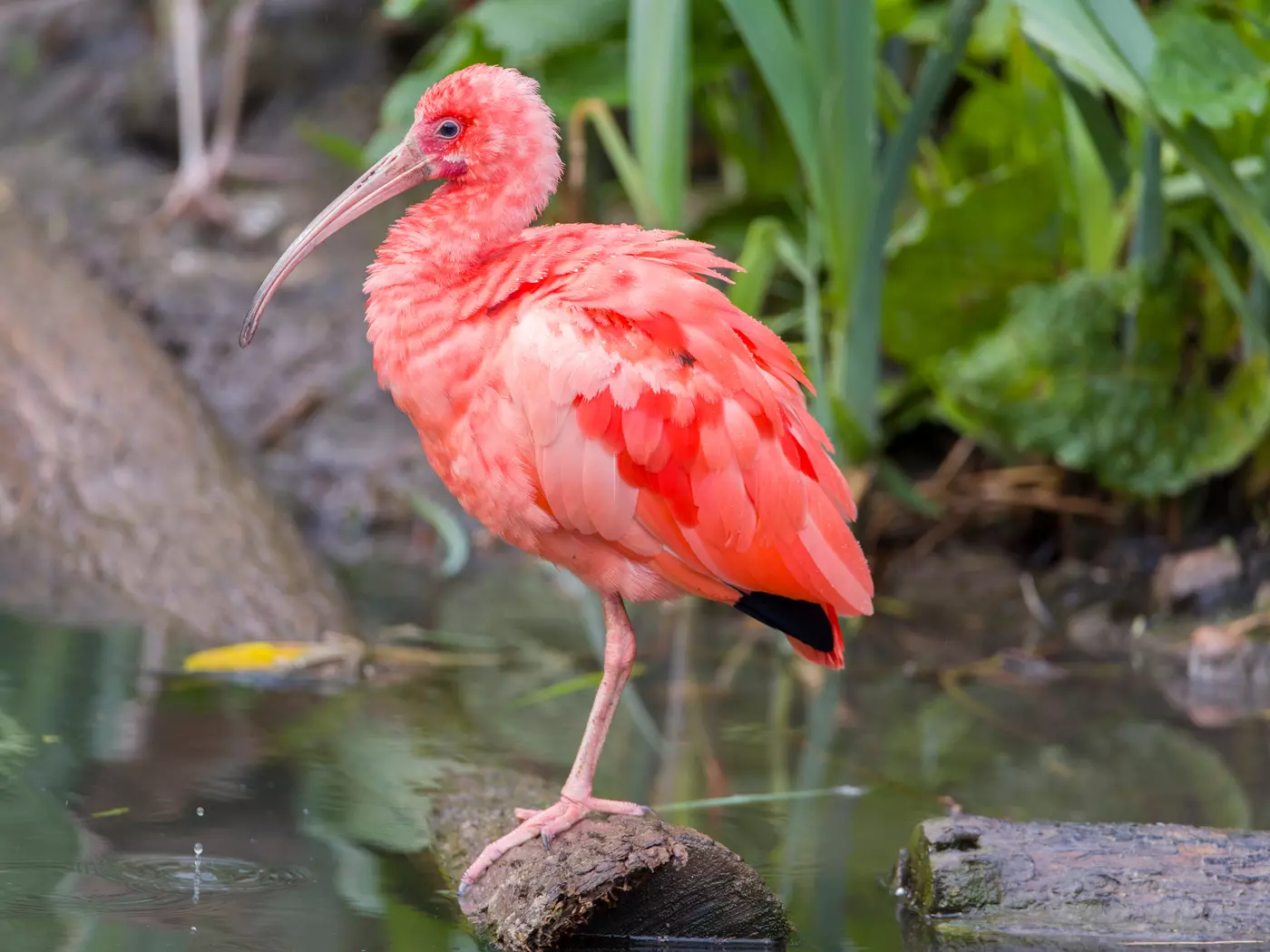 Scarlet Ibis