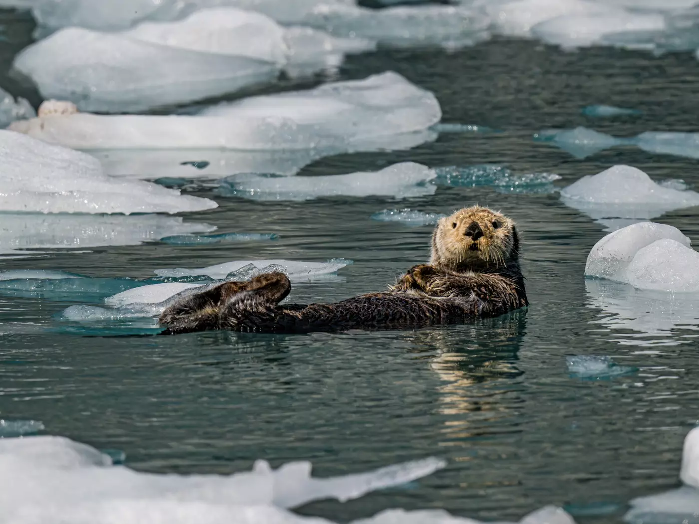 Sea otters 