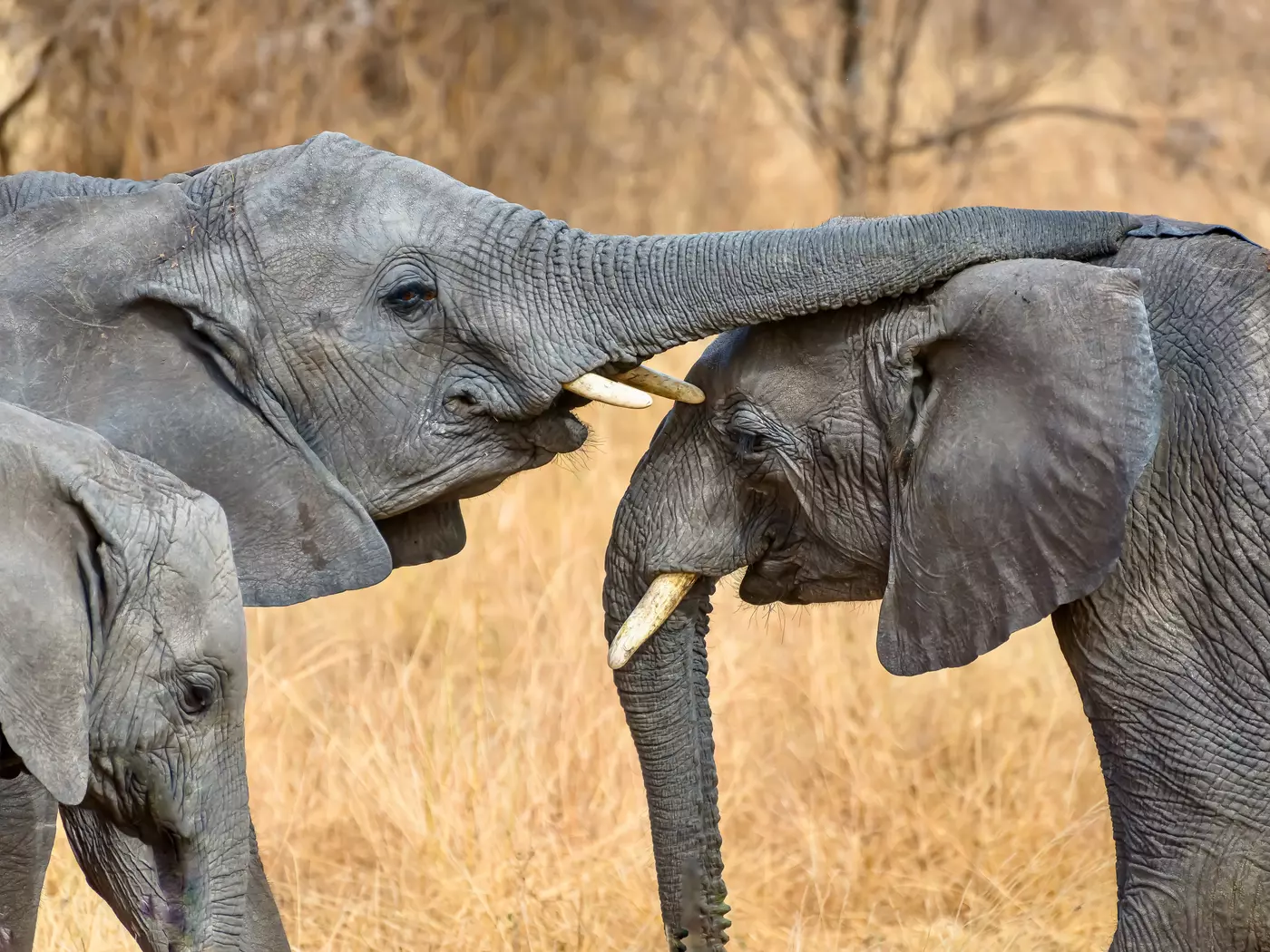 Serengeti National Park, Tanzania