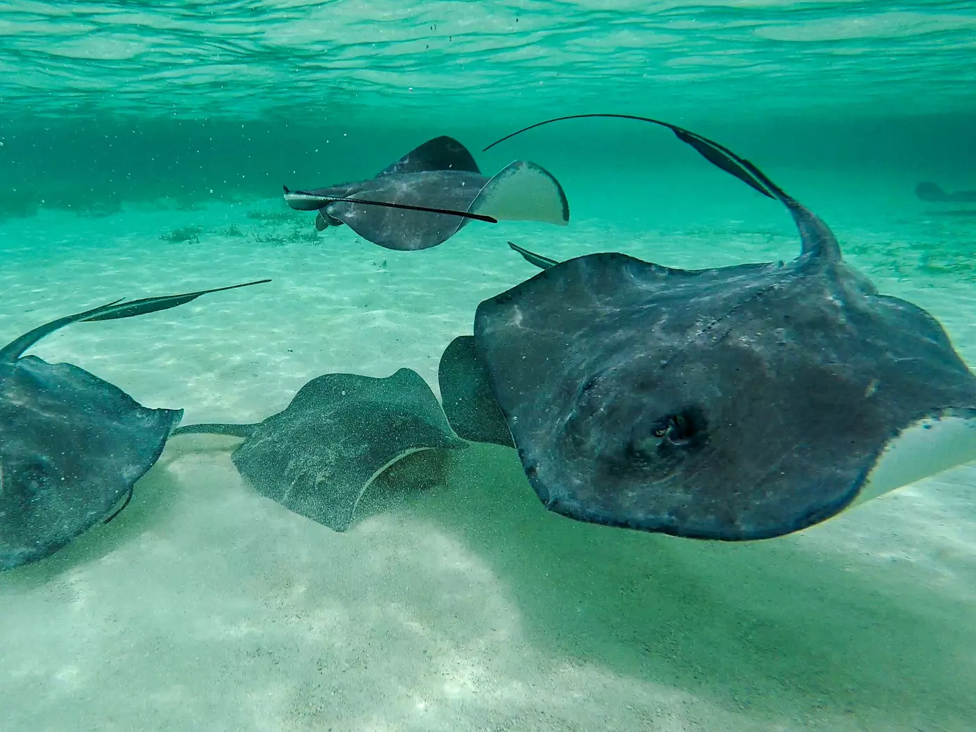 Shark Ray Alley, Caye Caulker, Sand Pedro, Belize