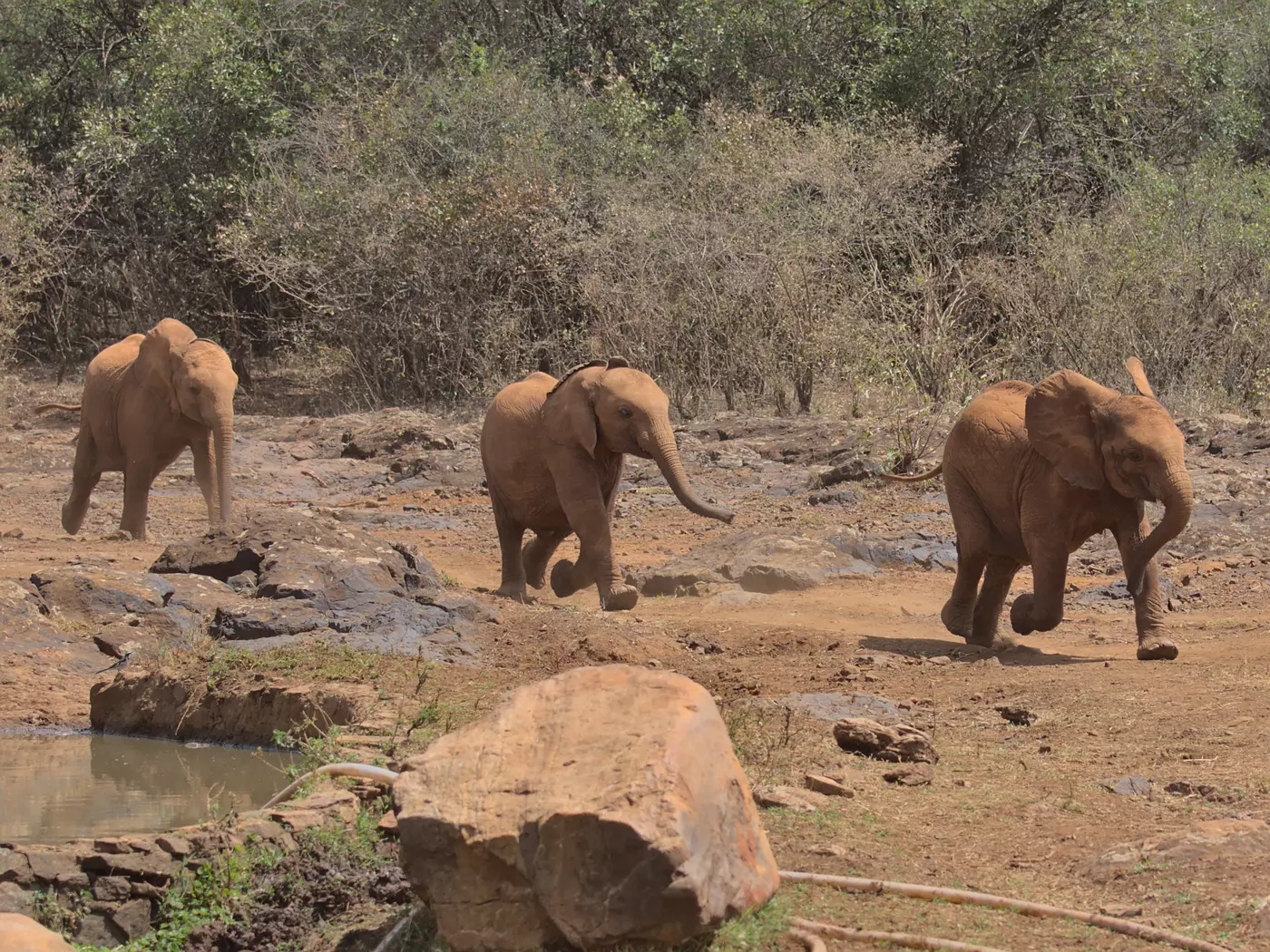 Sheldrick elephant orphanage