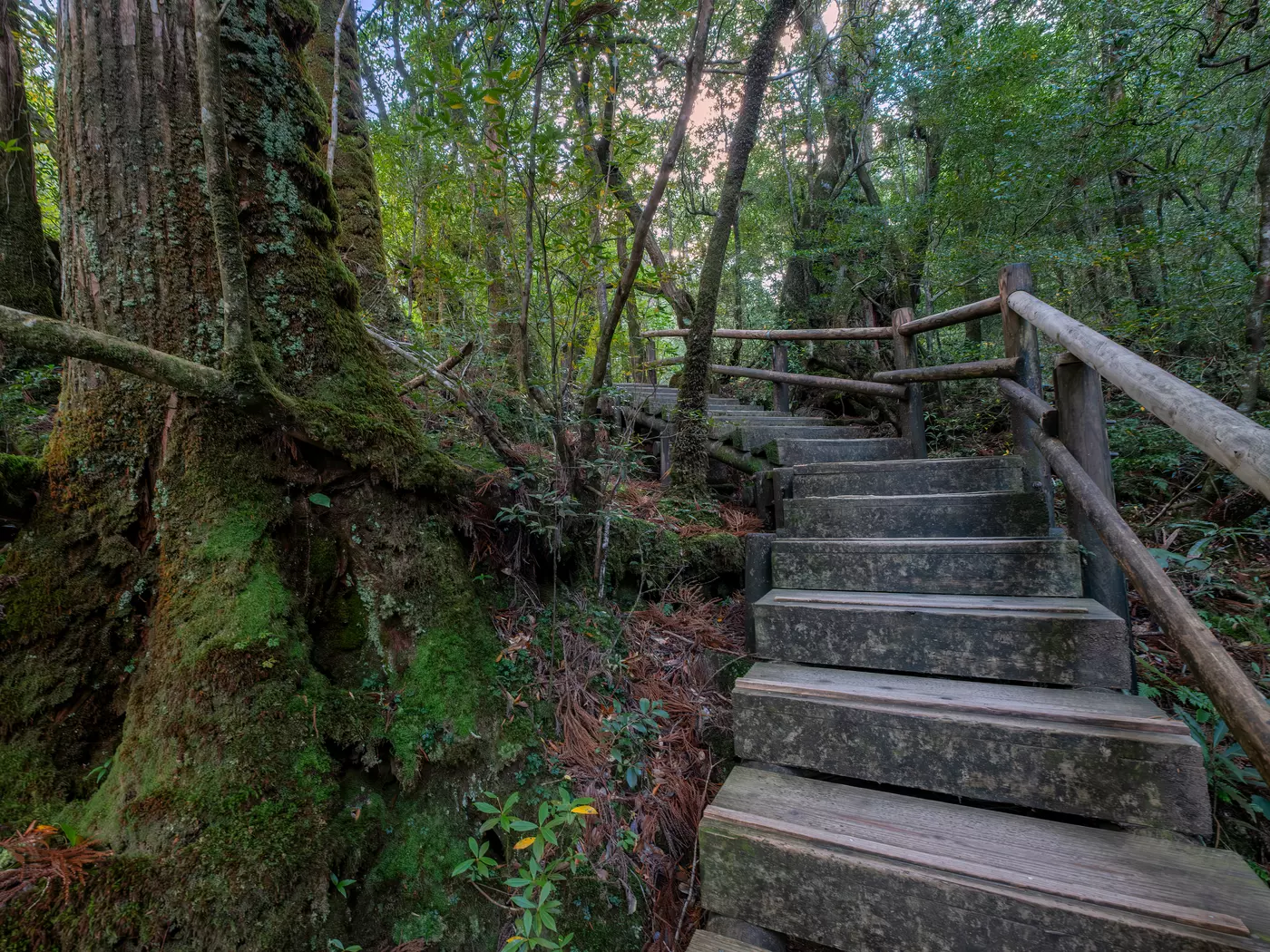 Shiratani Unsuikyo Ravine Trail, Yakushima